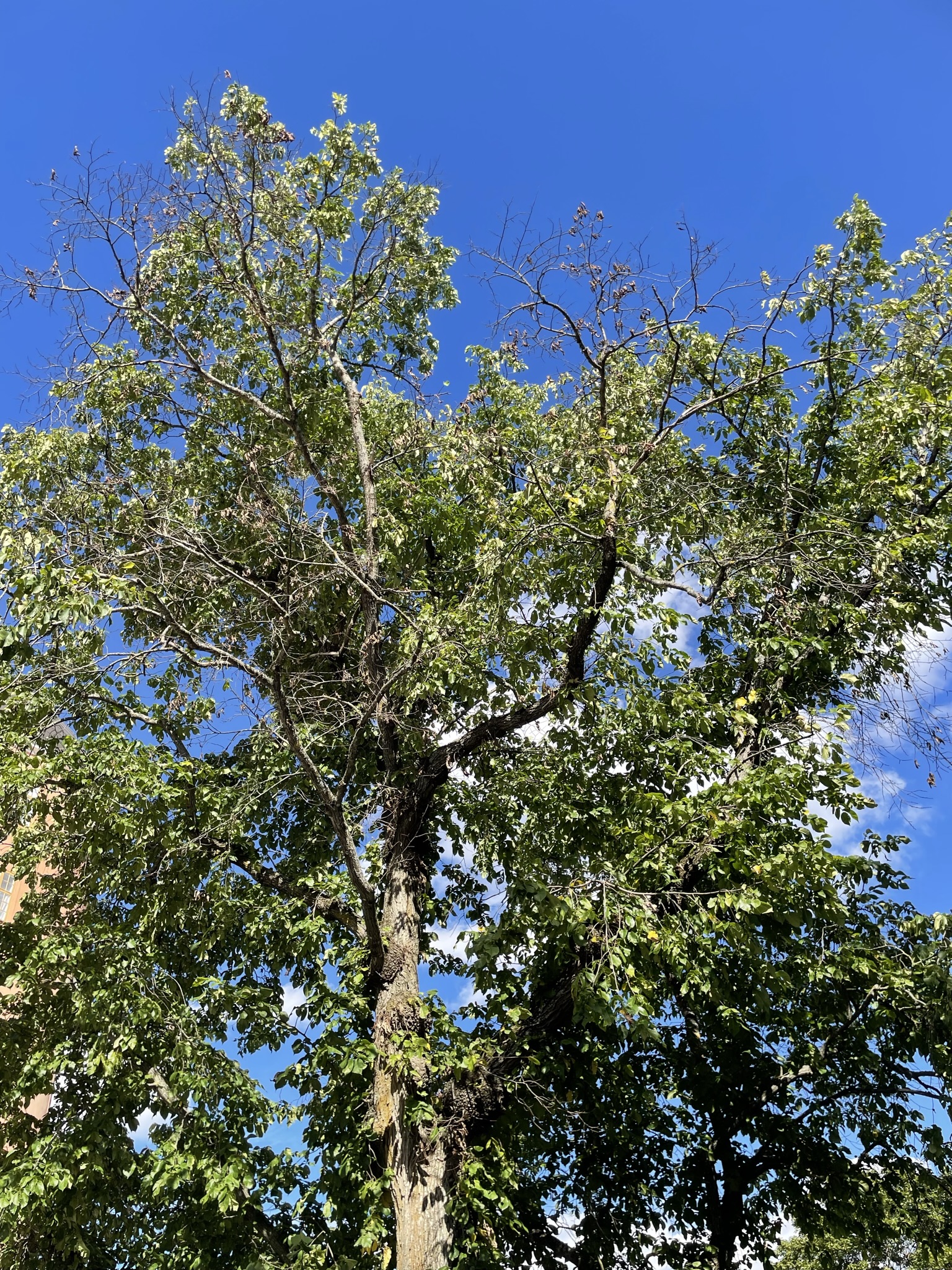 almsjukt träd med vissnande grenar
